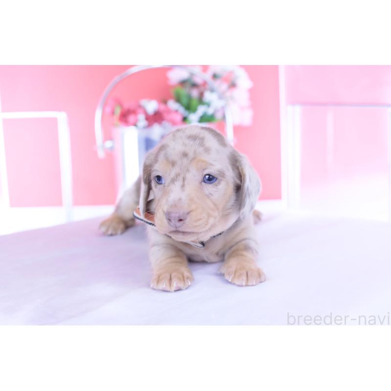 販売中の愛知県のカニンヘンダックスフンド(スムースヘアード)-440912の4枚目