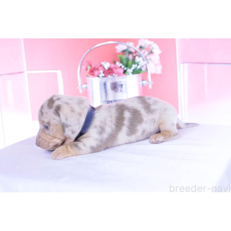 販売中の愛知県のカニンヘンダックスフンド(スムースヘアード)-440912の3枚目