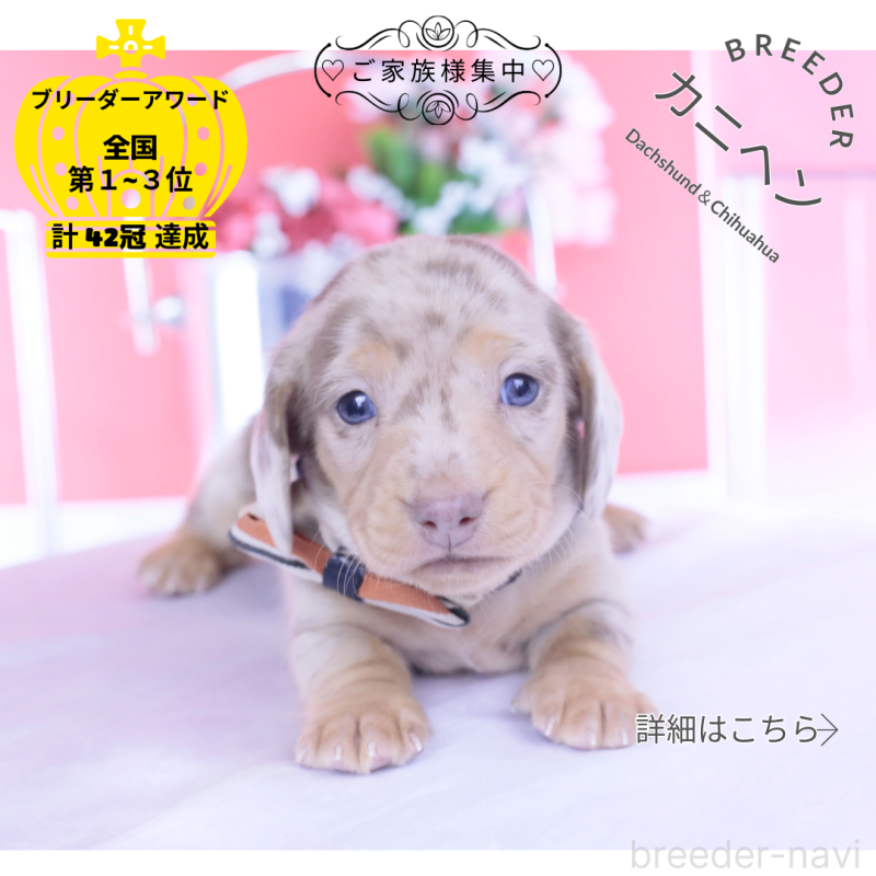 販売中の愛知県のカニンヘンダックスフンド(スムースヘアード)-440912