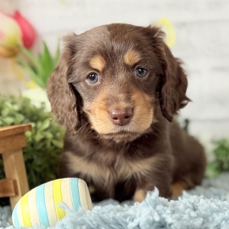 販売中の埼玉県のミニチュアダックスフンド(ロングヘアード)-440913の10枚目