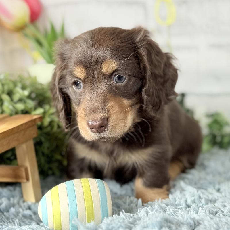 販売中の埼玉県のミニチュアダックスフンド(ロングヘアード)-440913の9枚目