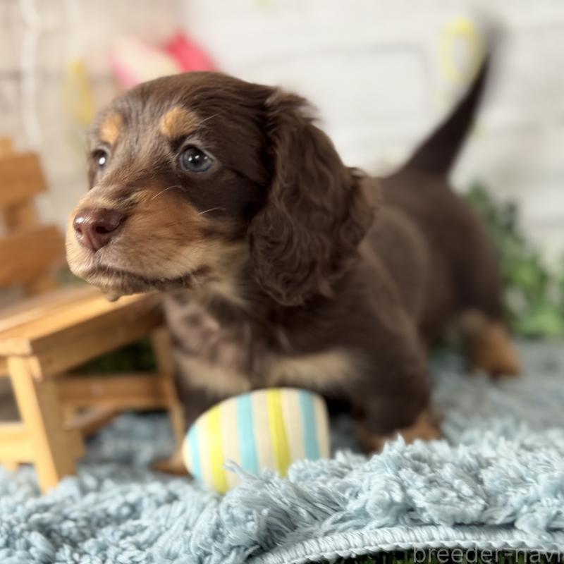 販売中の埼玉県のミニチュアダックスフンド(ロングヘアード)-440913の8枚目