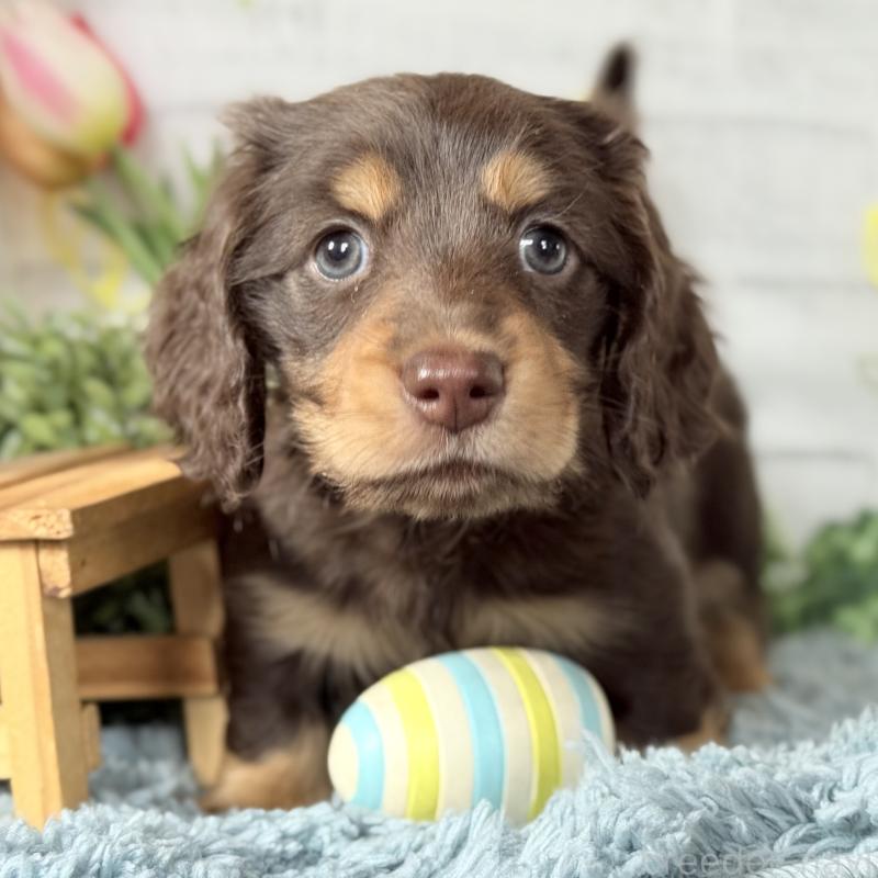 販売中の埼玉県のミニチュアダックスフンド(ロングヘアード)-440913の7枚目