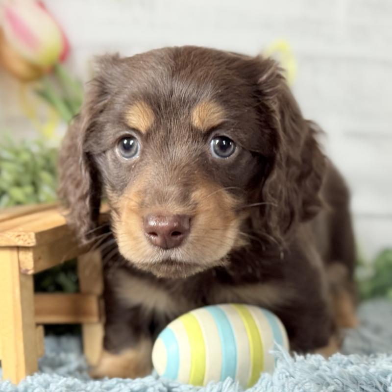 販売中の埼玉県のミニチュアダックスフンド(ロングヘアード)-440913の6枚目