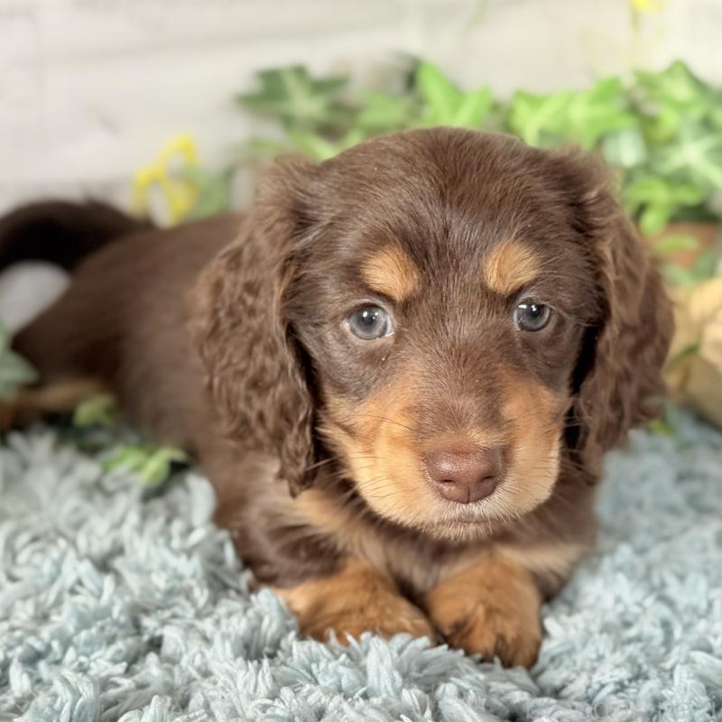 販売中の埼玉県のミニチュアダックスフンド(ロングヘアード)-440913の5枚目