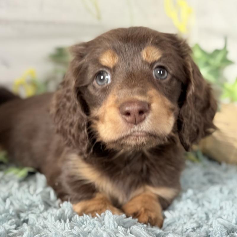 販売中の埼玉県のミニチュアダックスフンド(ロングヘアード)-440913の4枚目