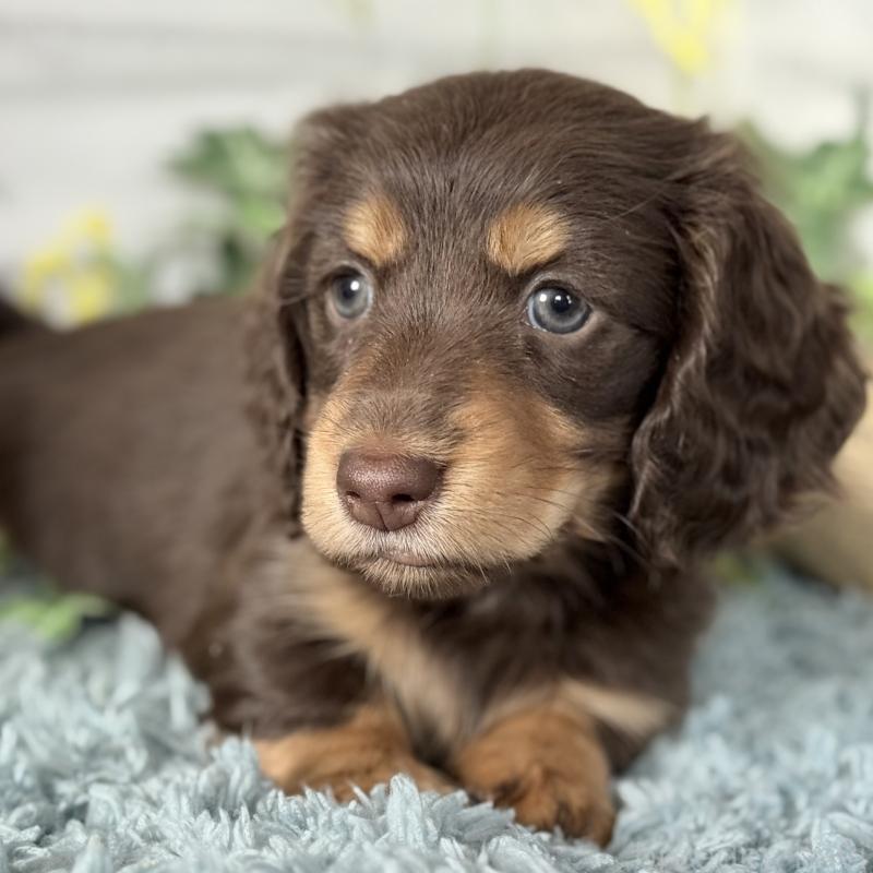 販売中の埼玉県のミニチュアダックスフンド(ロングヘアード)-440913の3枚目