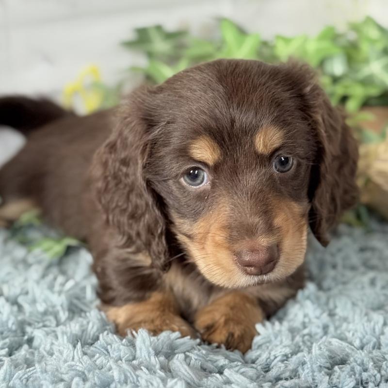 販売中の埼玉県のミニチュアダックスフンド(ロングヘアード)-440913の2枚目