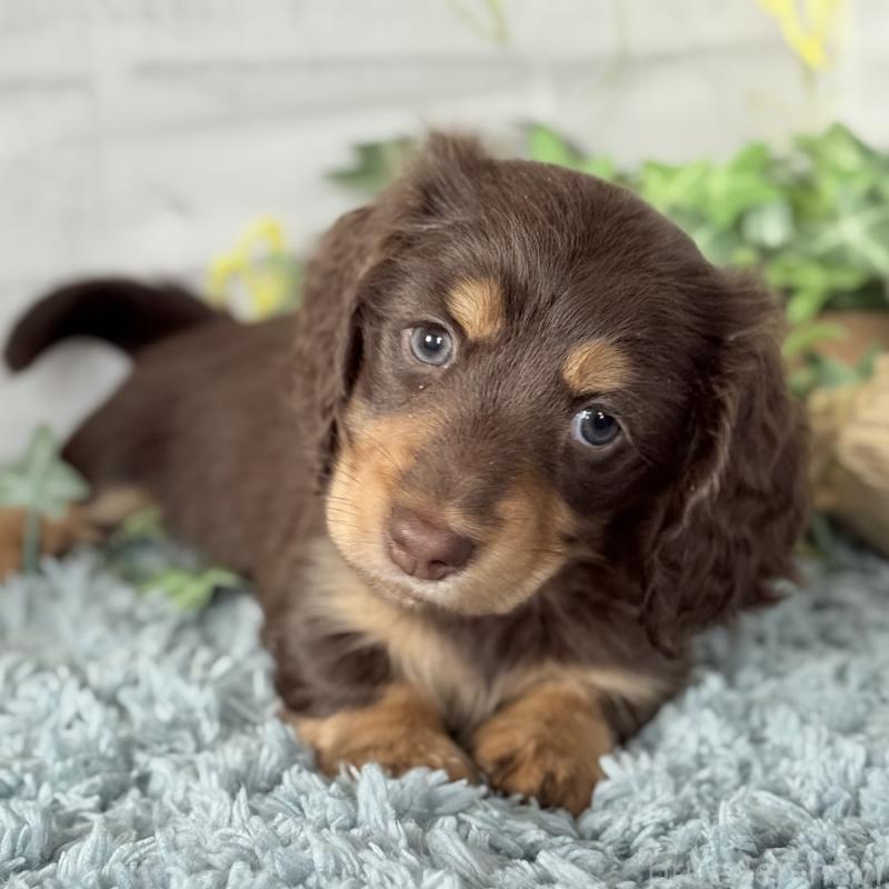 販売中の埼玉県のミニチュアダックスフンド(ロングヘアード)-440913