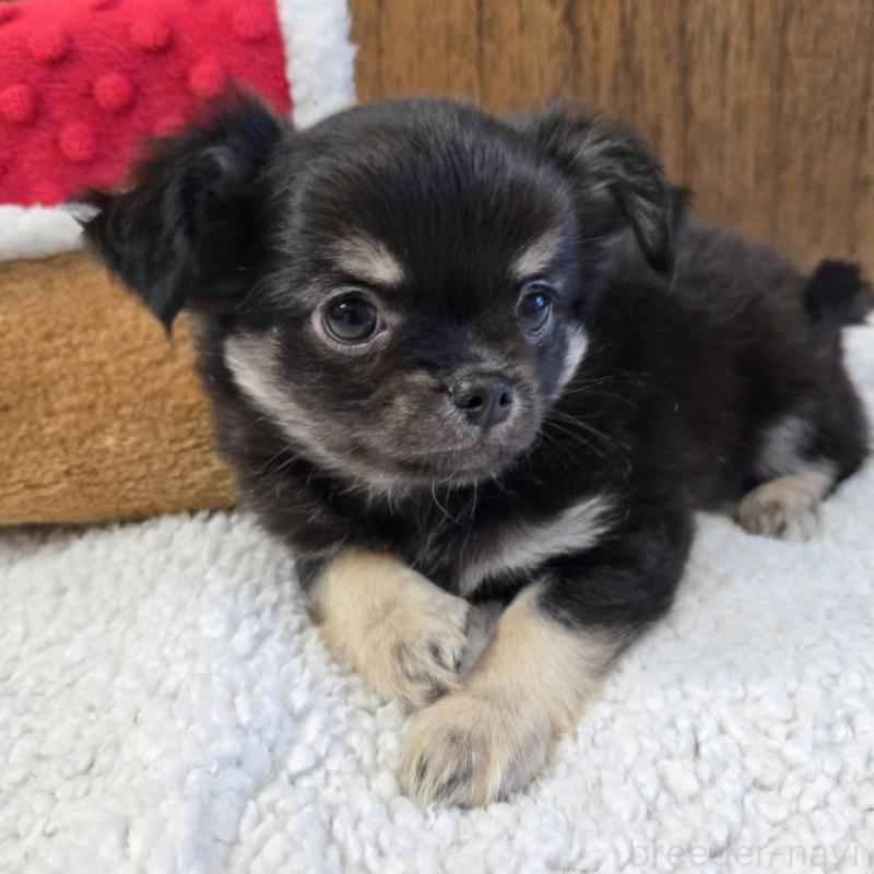 販売中の大阪府のチワワ(ロングコート)-440914の7枚目