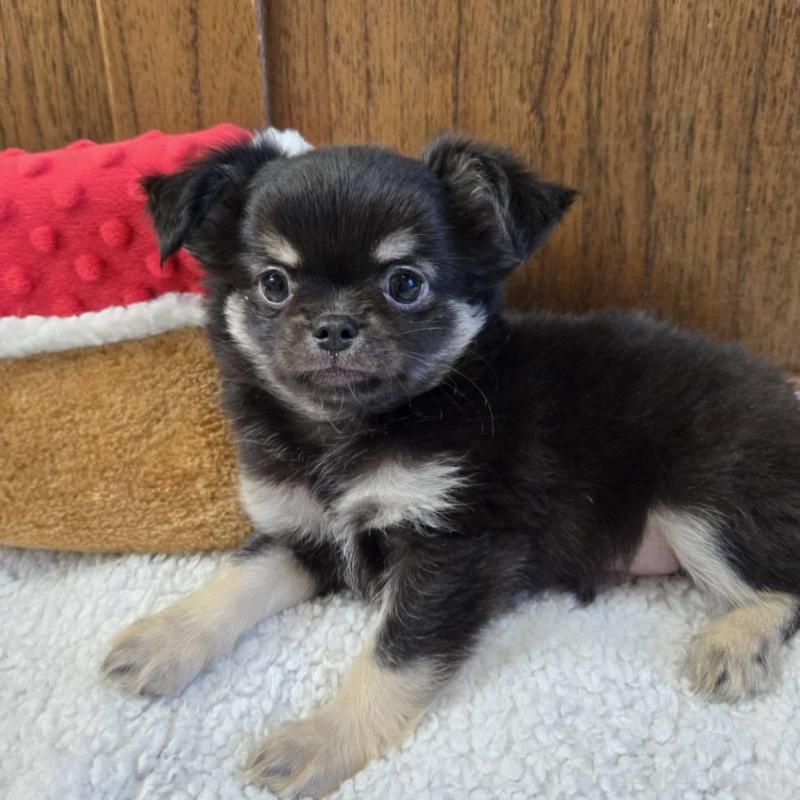 販売中の大阪府のチワワ(ロングコート)-440914