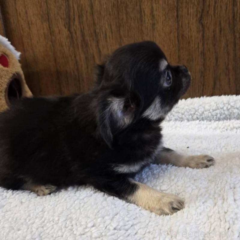 販売中の大阪府のチワワ(ロングコート)-440914の6枚目