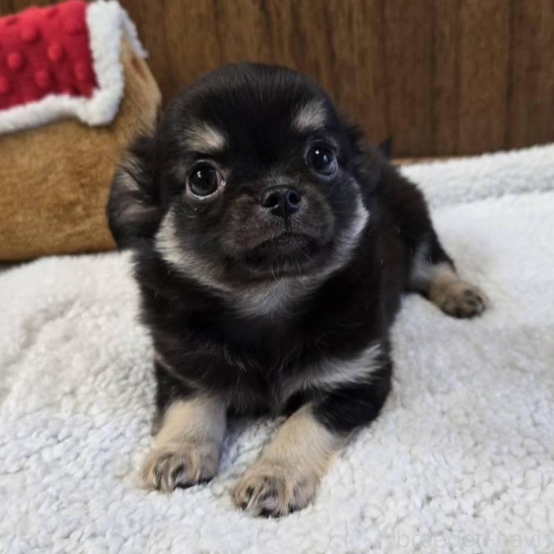 販売中の大阪府のチワワ(ロングコート)-440914の5枚目