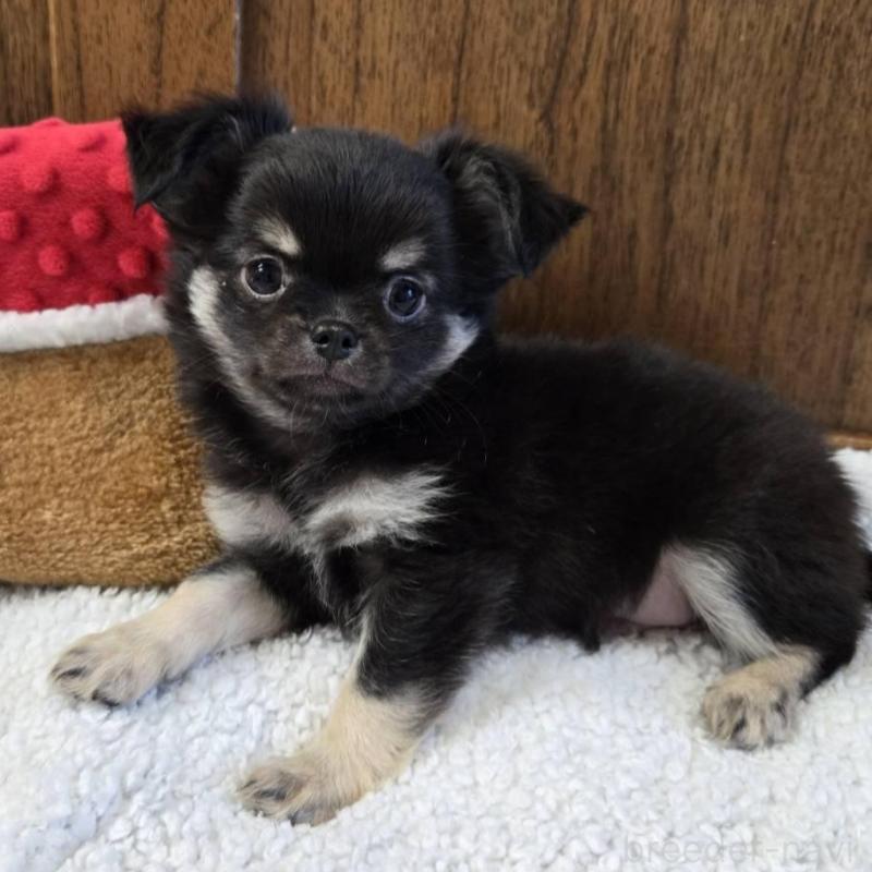 販売中の大阪府のチワワ(ロングコート)-440914の4枚目