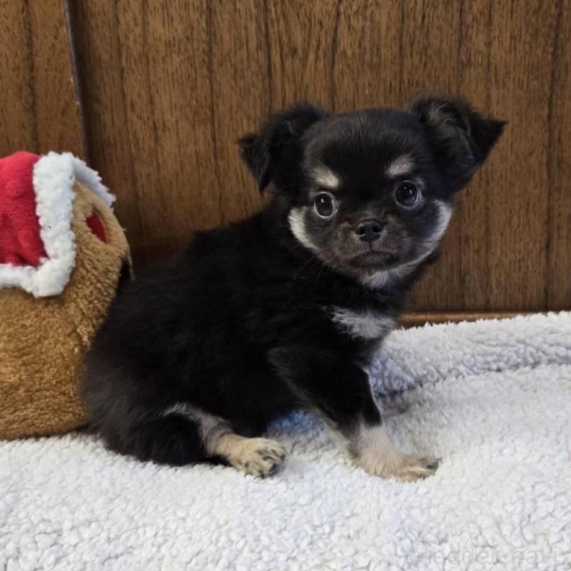 販売中の大阪府のチワワ(ロングコート)-440914の3枚目