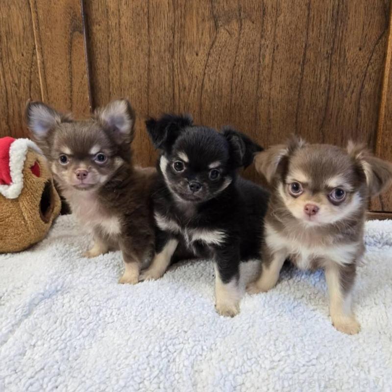 販売中の大阪府のチワワ(ロングコート)-440914の2枚目