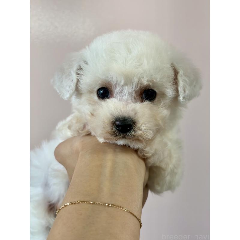 販売中の滋賀県のビションフリーゼ-440915の7枚目