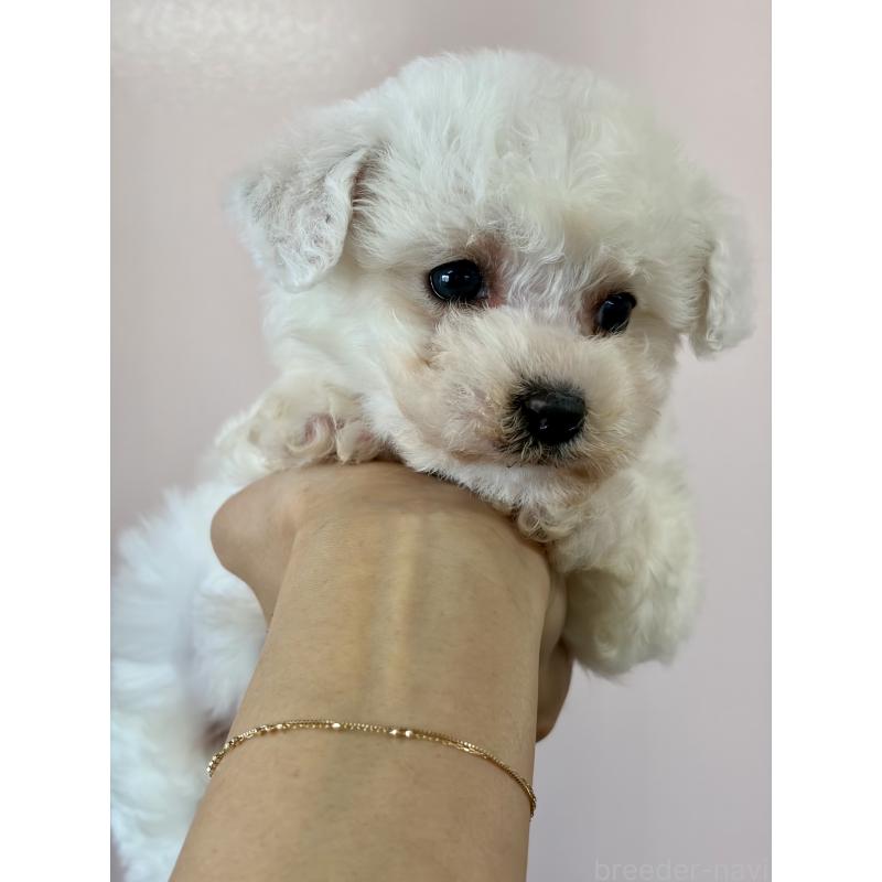 販売中の滋賀県のビションフリーゼ-440915の6枚目