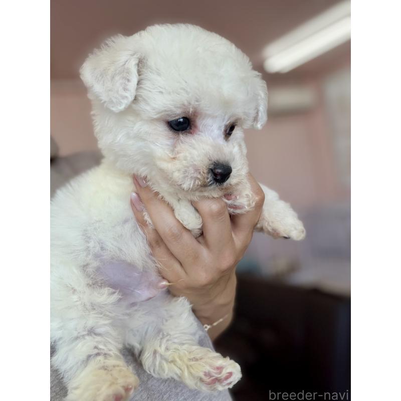 販売中の滋賀県のビションフリーゼ-440915の4枚目