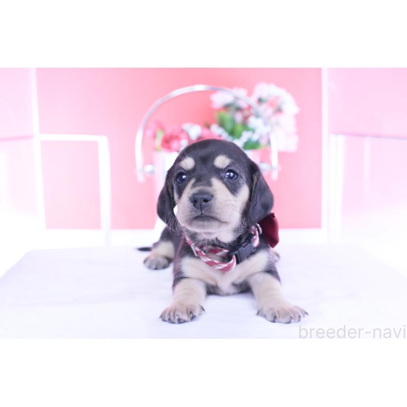 販売中の愛知県のカニンヘンダックスフンド(スムースヘアード)-440917の11枚目