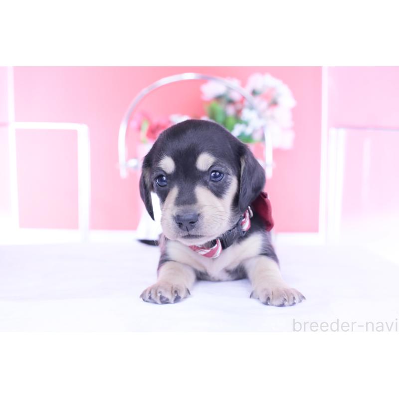 販売中の愛知県のカニンヘンダックスフンド(スムースヘアード)-440917の10枚目