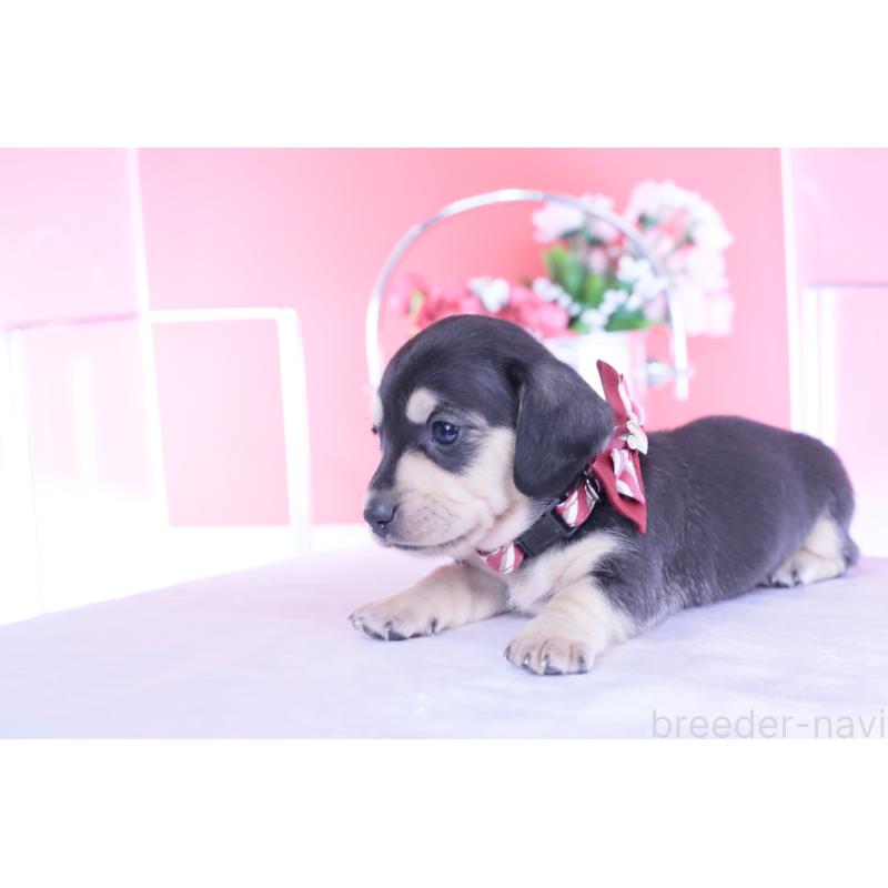 販売中の愛知県のカニンヘンダックスフンド(スムースヘアード)-440917の9枚目