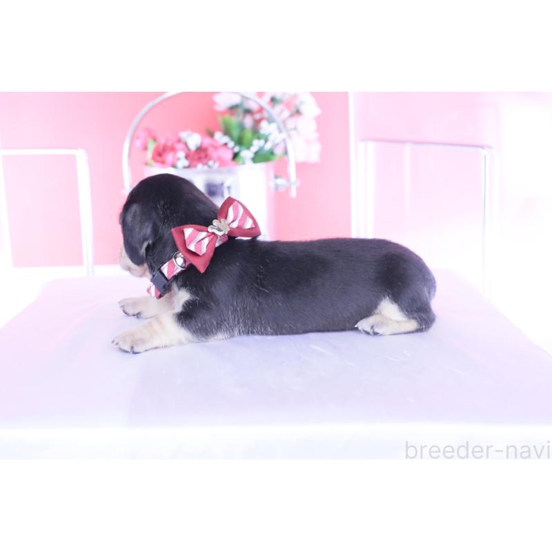 販売中の愛知県のカニンヘンダックスフンド(スムースヘアード)-440917の7枚目