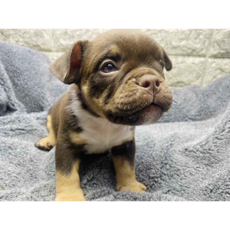 販売中の茨城県のアメリカンブリー-440918の5枚目