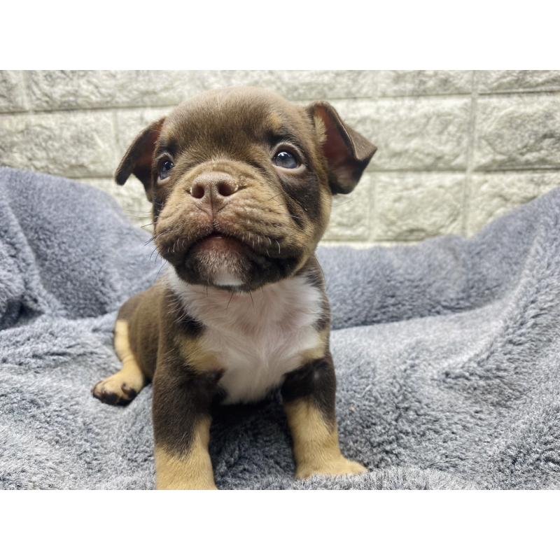 販売中の茨城県のアメリカンブリー-440918の4枚目