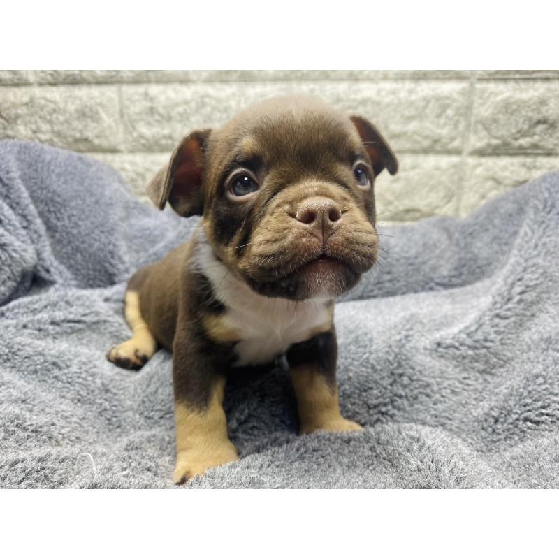 販売中の茨城県のアメリカンブリー-440918