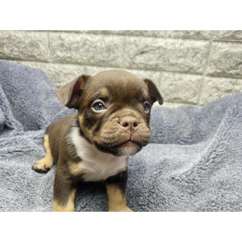 販売中の茨城県のアメリカンブリー-440918の3枚目