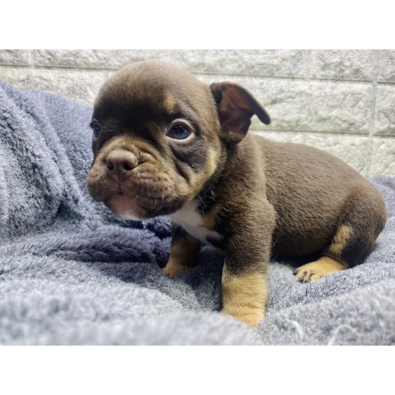 販売中の茨城県のアメリカンブリー-440918の2枚目