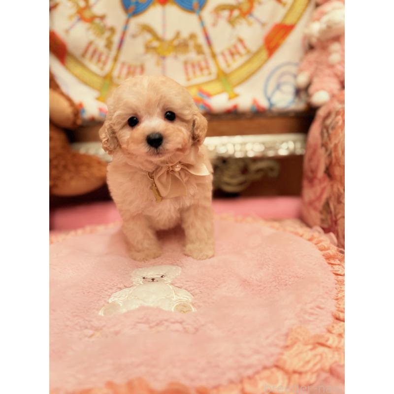 販売中の大阪府のトイプードル-440919の12枚目