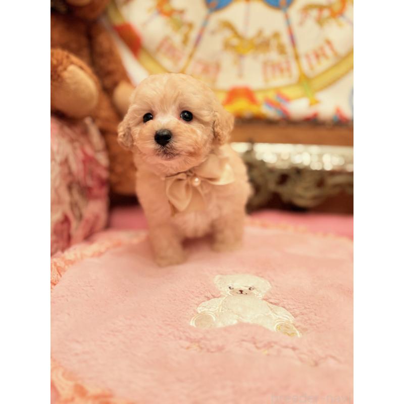 販売中の大阪府のトイプードル-440919の11枚目