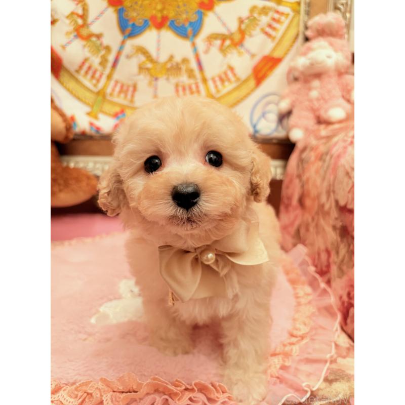 販売中の大阪府のトイプードル-440919の10枚目