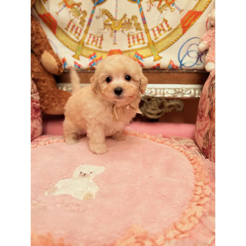 販売中の大阪府のトイプードル-440919の9枚目