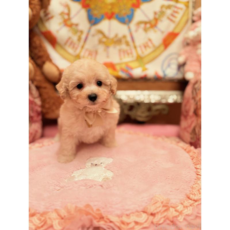 販売中の大阪府のトイプードル-440919の7枚目