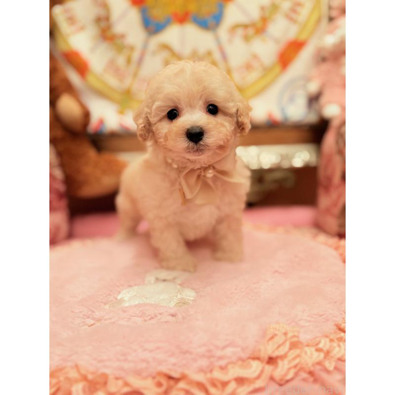 販売中の大阪府のトイプードル-440919の6枚目