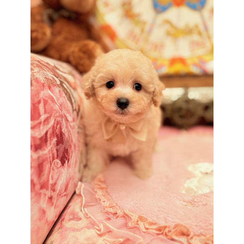 販売中の大阪府のトイプードル-440919の5枚目