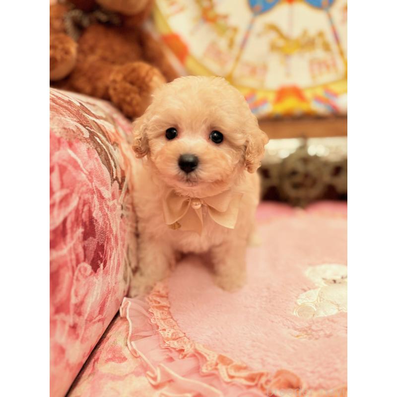 販売中の大阪府のトイプードル-440919の4枚目