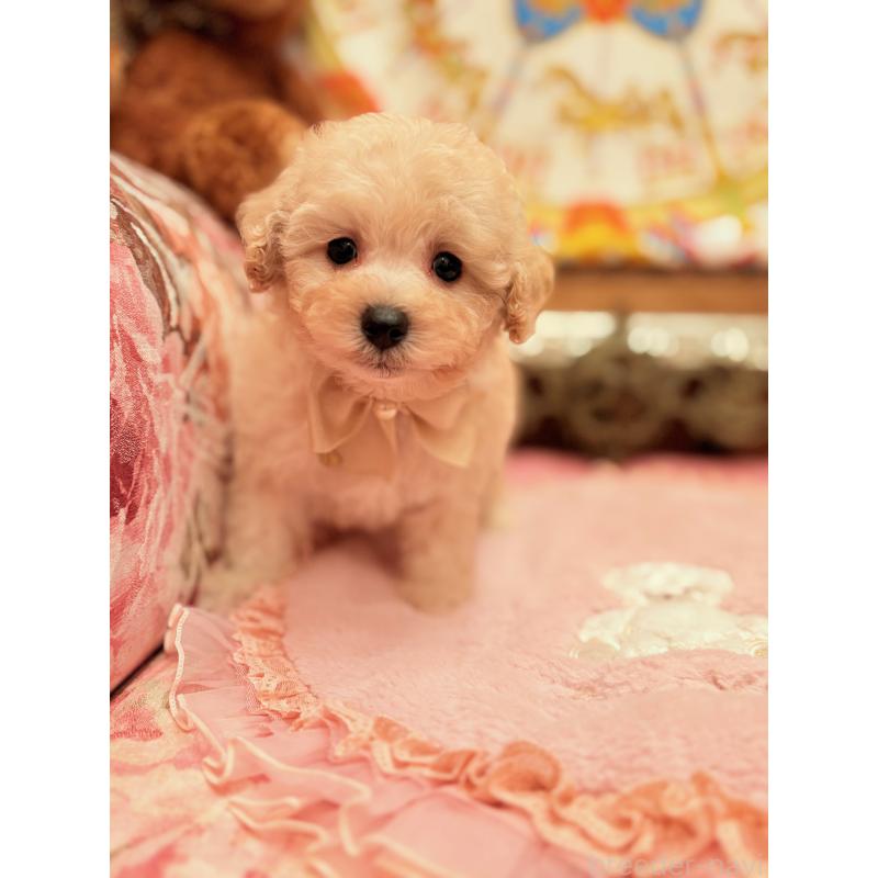 販売中の大阪府のトイプードル-440919の3枚目