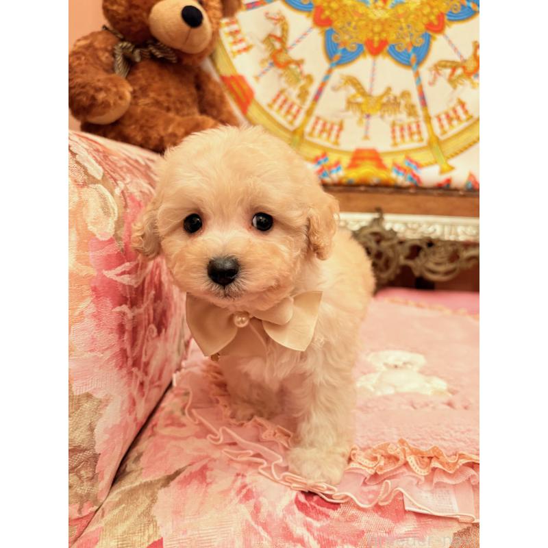 販売中の大阪府のトイプードル-440919の2枚目