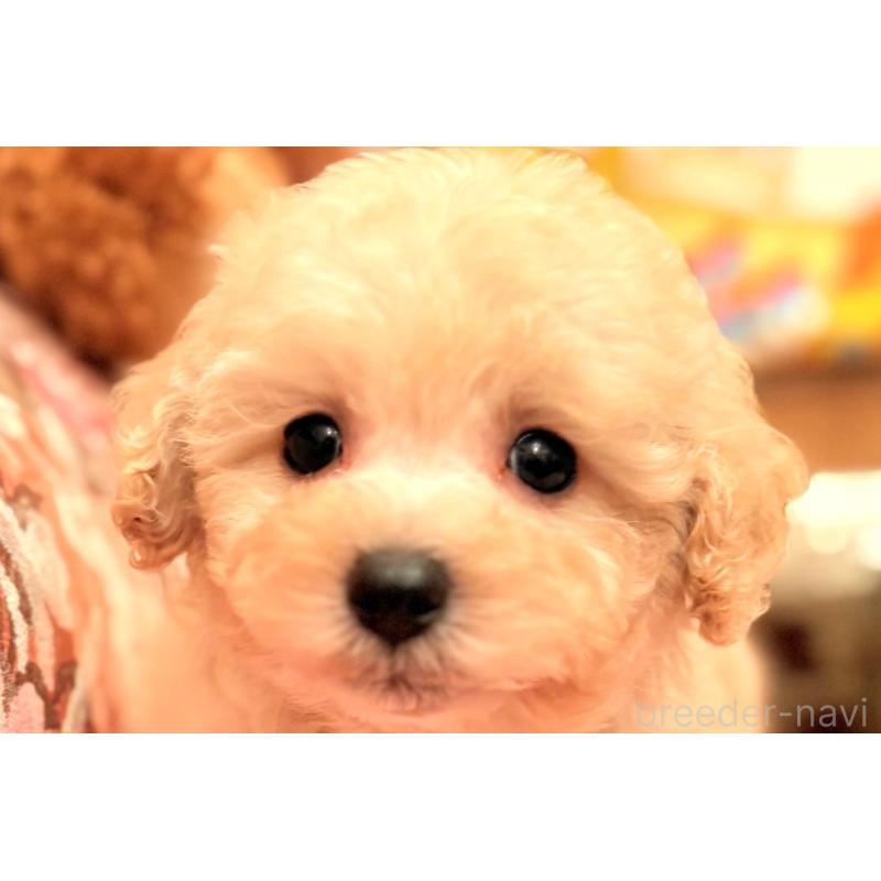 販売中の大阪府のトイプードル-440919の1枚目