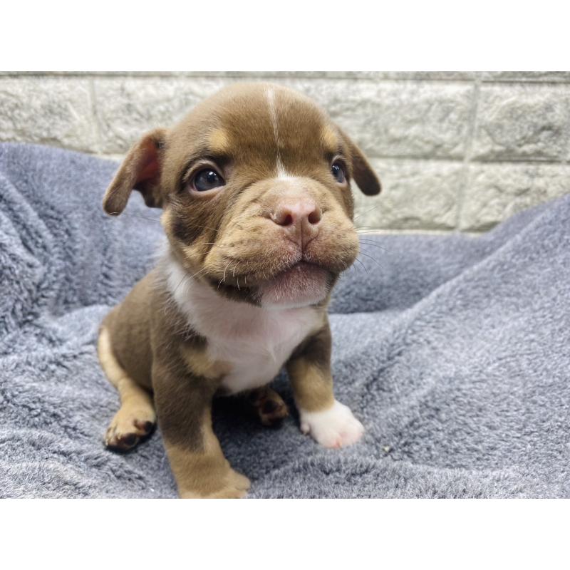 販売中の茨城県のアメリカンブリー-440920の5枚目