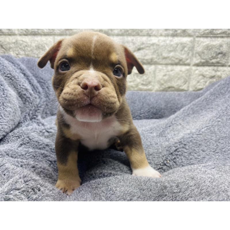 販売中の茨城県のアメリカンブリー-440920の4枚目