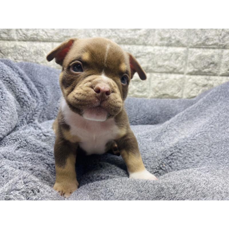 販売中の茨城県のアメリカンブリー-440920の3枚目