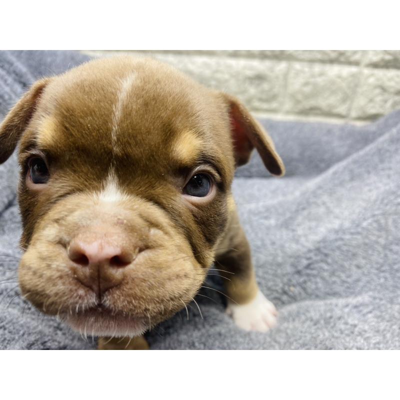 販売中の茨城県のアメリカンブリー-440920の2枚目