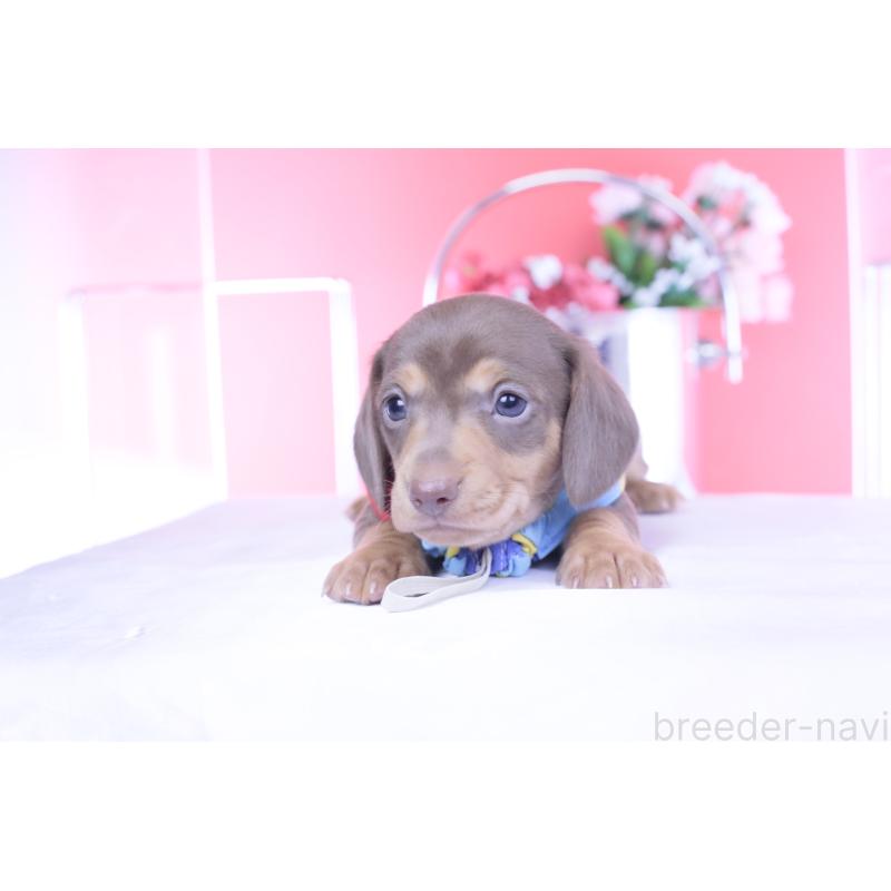 販売中の愛知県のミニチュアダックスフンド(スムースヘアード)-440922の6枚目
