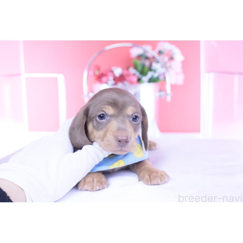 販売中の愛知県のミニチュアダックスフンド(スムースヘアード)-440922の4枚目