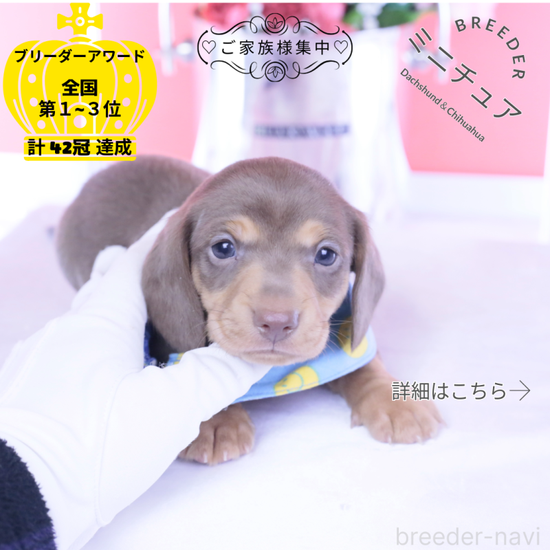 販売中の愛知県のミニチュアダックスフンド(スムースヘアード)-440922